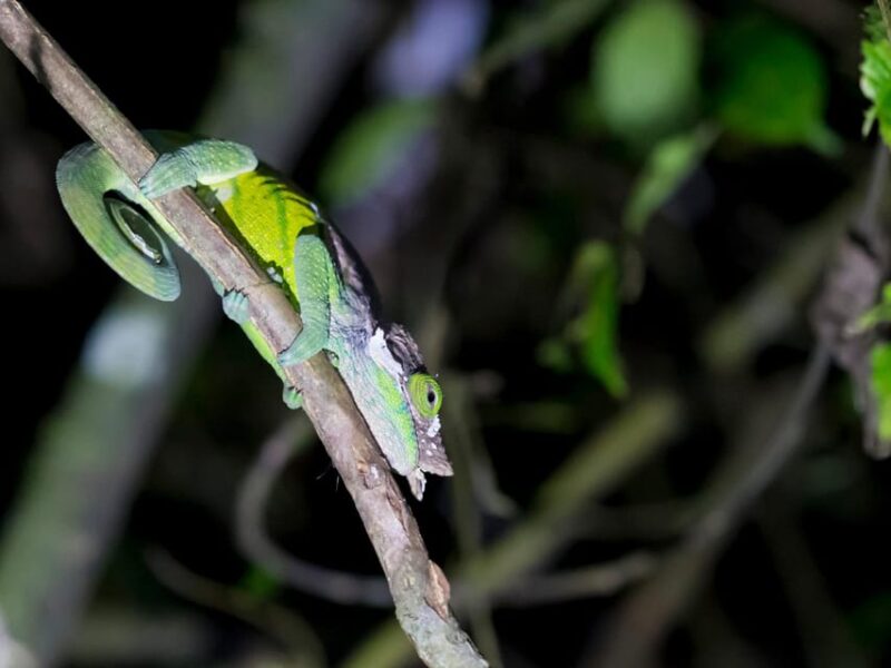 Khao Sok: Private Night Safari Adventure W/ Hotel Transfer - Customer Feedback