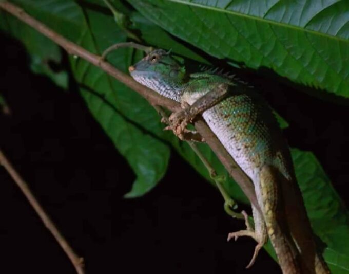 Khao Sok: Private Night Safari Adventure W/ Hotel Transfer - Encountering Nocturnal Wildlife