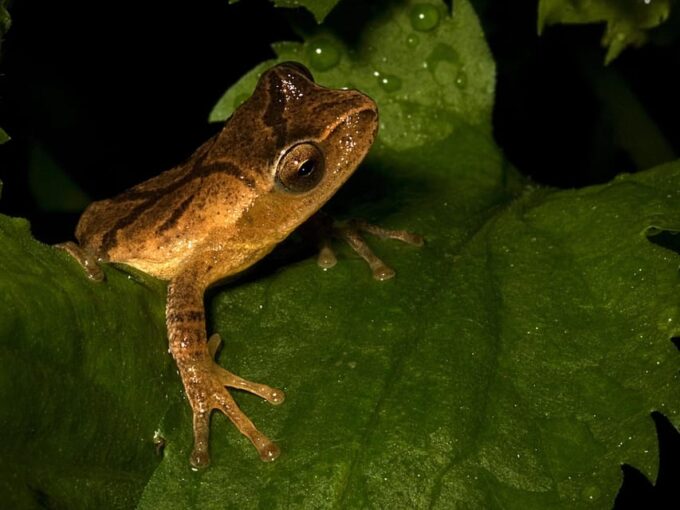 Khao Sok: Private Night Safari Adventure W/ Hotel Transfer - Exploring Khao Soks Vibrant Ecosystem