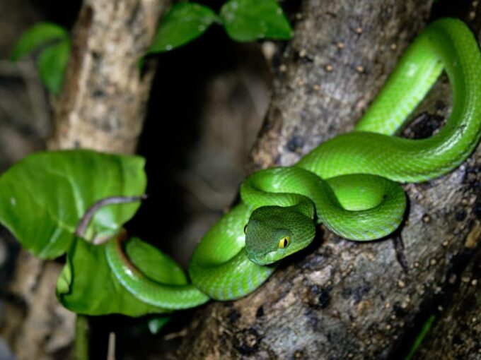 Khao Sok: Private Night Safari Adventure W/ Hotel Transfer - Frequently Asked Questions