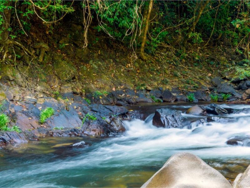 Khao Sok: Private Waterfalls and Wildlife Half-Day Trek - Learning From the Professional Guide