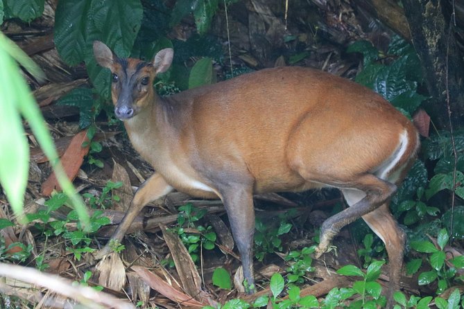Khao Sok Wildlife 2 Days - Traveler Considerations