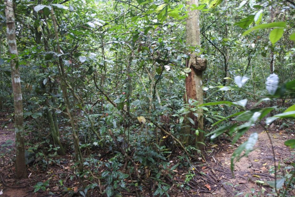 Khao Yai National Park Private Transfer With Optional Trek - Key Points