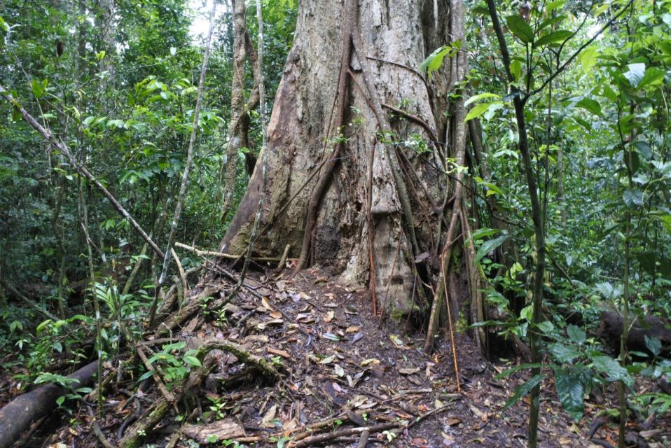 Khao Yai National Park Private Transfer With Optional Trek - Flora and Fauna