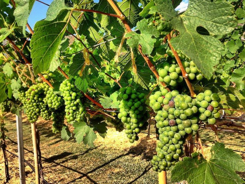 Khao Yai Vineyard Tasting Tour & Horse Farm Visit - Winery and Vineyard Tour