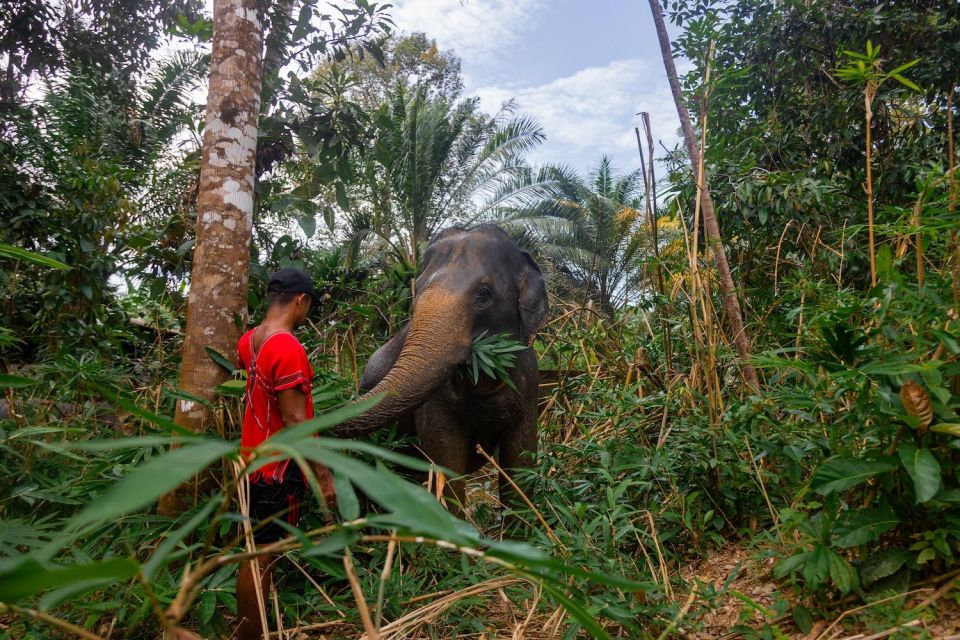 Khaolak Combo: Elephant Sanctuary Visit, ATV Tour & Lunch - Elephant Sanctuary Visit
