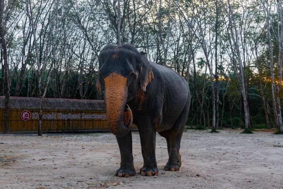 Khaolak Combo: Elephant Sanctuary Visit, ATV Tour & Lunch - Sustainability and Ethics