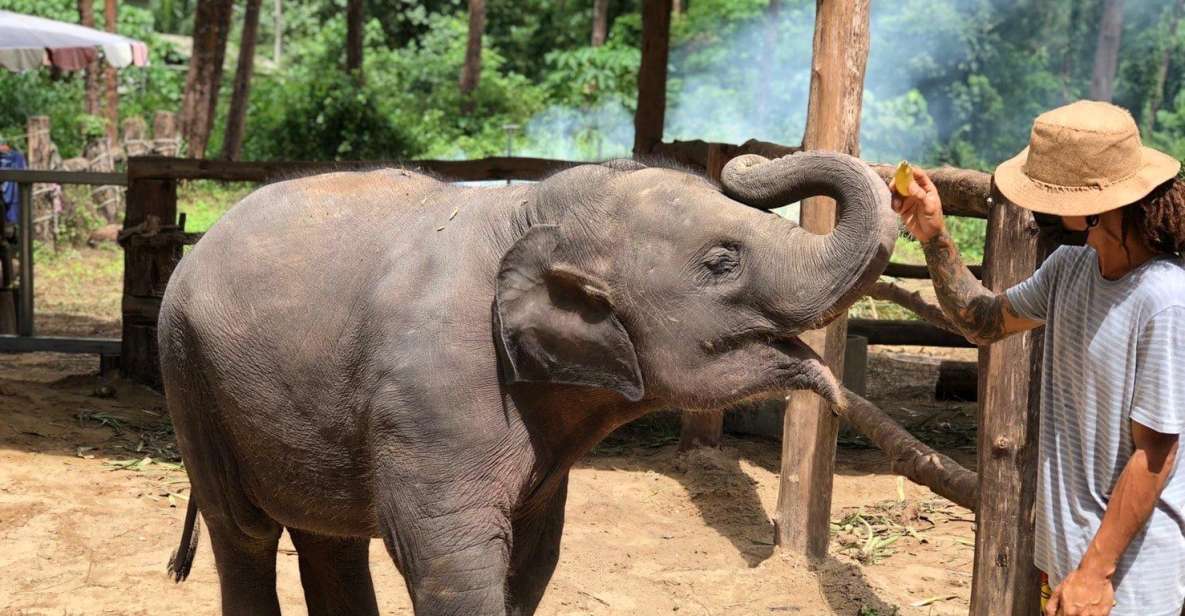 Khaolak: Elephant Interaction in Sanctuary With Bamboo Raft - Exploring the Khao Lak Elephant Home