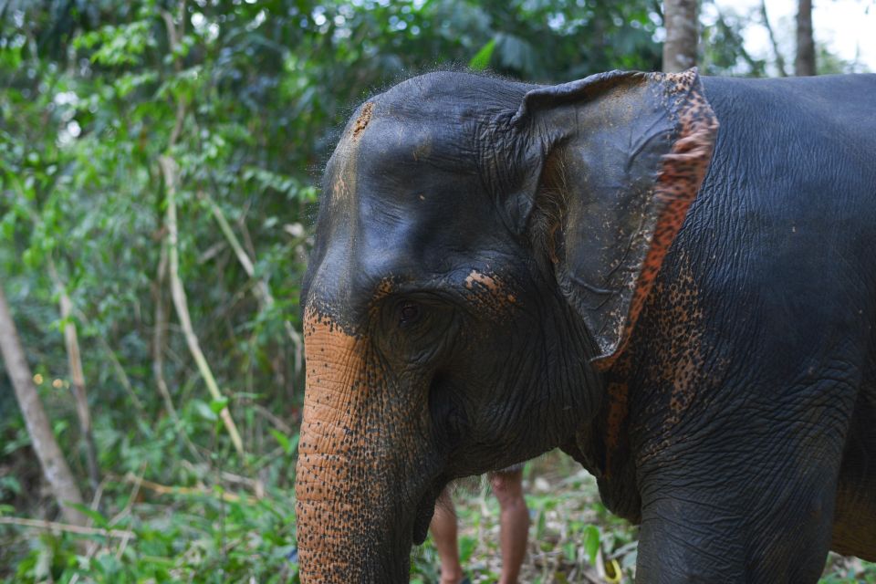 Khaolak Ethical Elephant Sanctuary Overnight Program - Key Points