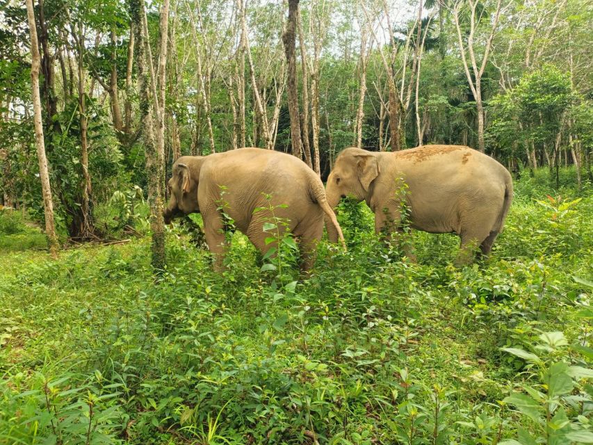 Khaolak Ethical Elephant Sanctuary Overnight Program - Highlights of the Experience
