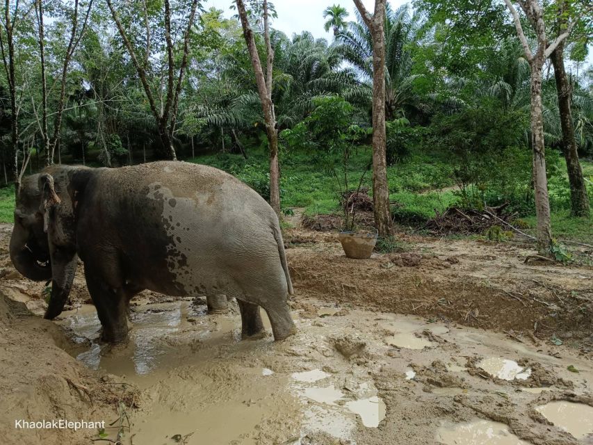 Khaolak Ethical Elephant Sanctuary Overnight Program - Elephant Interactions and Activities