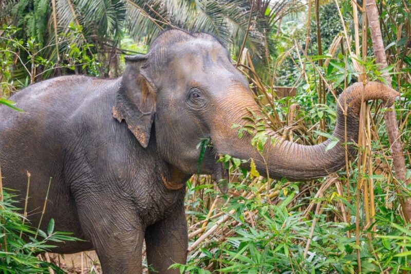 Khaolak Ethical Elephant Sanctuary Snack Making & Feeding - Key Points