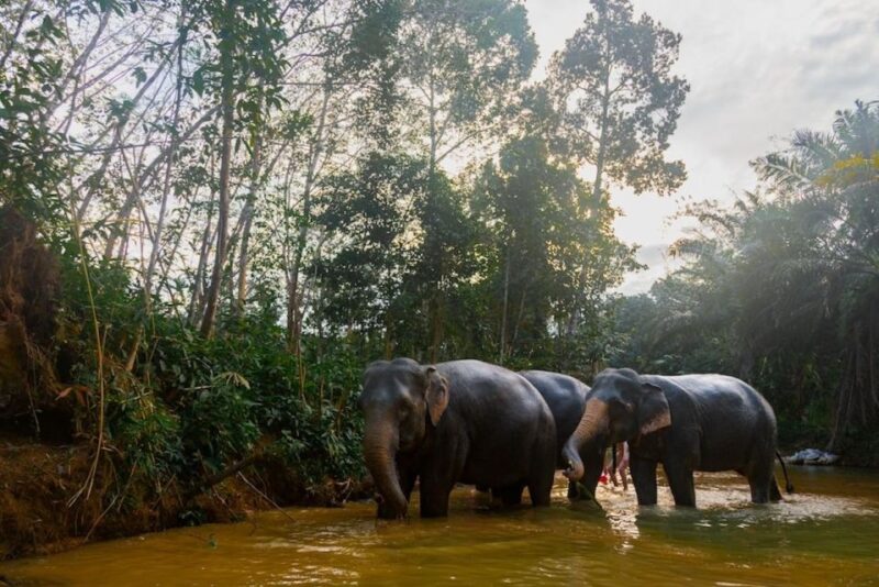 Khaolak Ethical Elephant Sanctuary Snack Making & Feeding - Witnessing the Elephants Delight