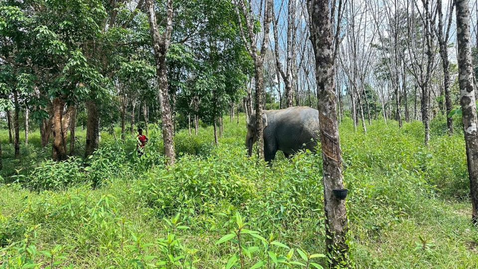 Khaolak Hightlight Tour With Eco Guide Adventure - Inclusion Details