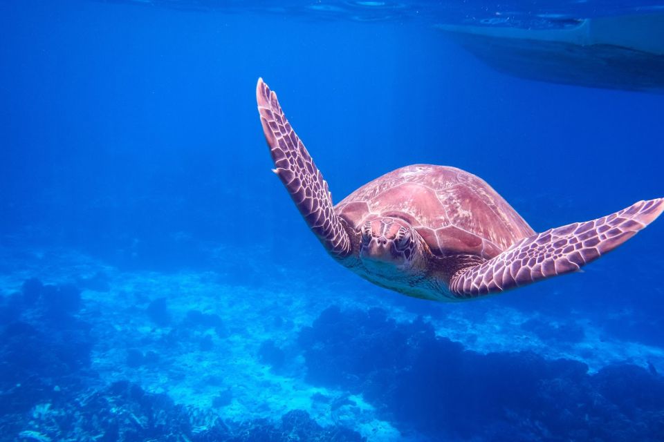 Khaolak: Similan Island Snorkeling Adventure Full Day Tour - Safety and Insurance