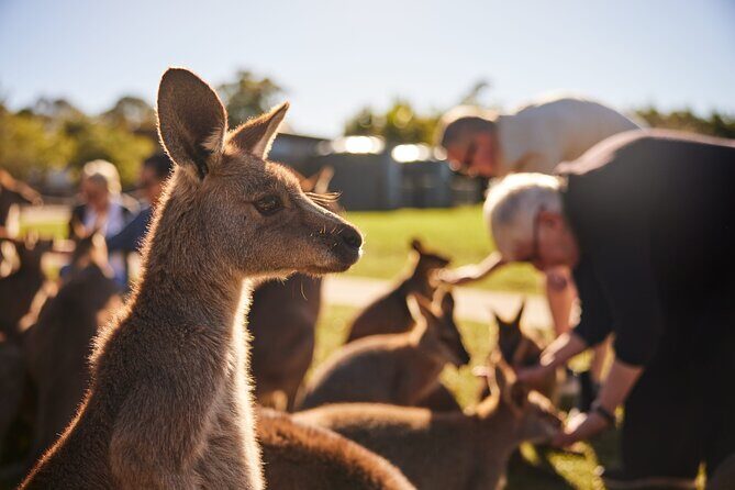 Kiama & Kangaroos - Sydney South Coast Escape - An In-Depth Look at the South Coast Adventure
