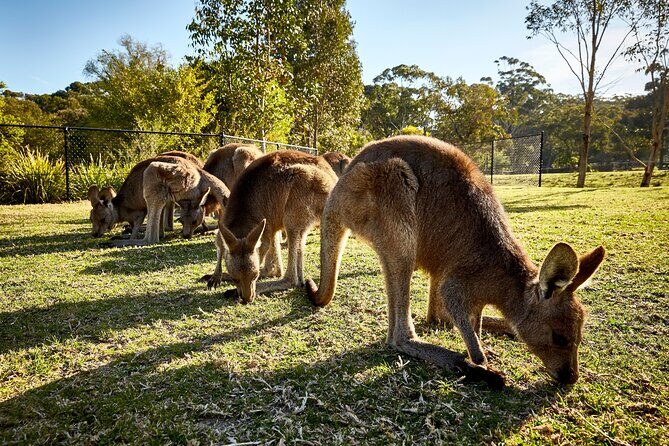 Kiama & Kangaroos - Sydney South Coast Escape - The Sum Up: Is It Worth It?