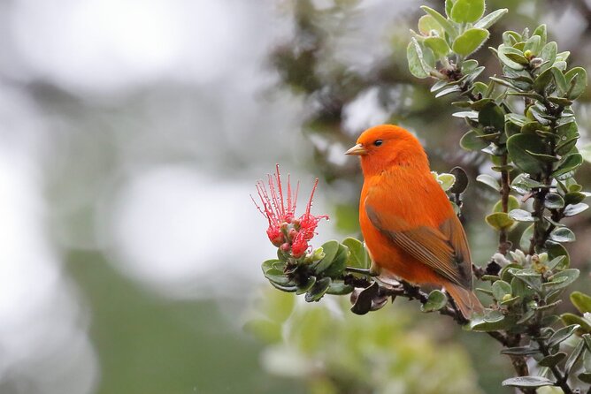 KīLauea Hike and Lava Gazing With Native Hawaiian - Preparing for Your Adventure