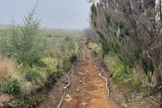 Kilimanjaro 1 Day Hike - Flexible Scheduling Options for Visitors