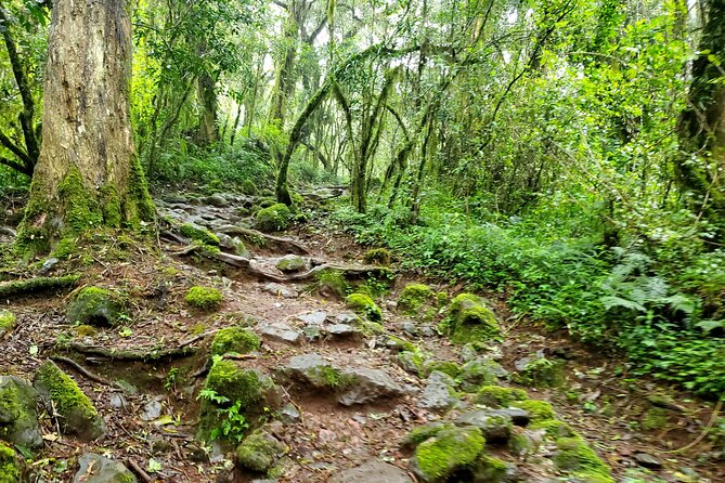 Kilimanjaro Private 2 Days Hiking Tour - Physical Fitness Level