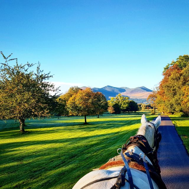 Killarney: 1-Hour Jaunting Car Horse and Carriage Tour - Key Points