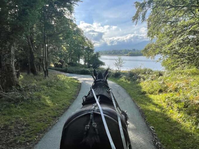 Killarney Carriage Tours National Park and Lakes - Customer Experiences and Feedback