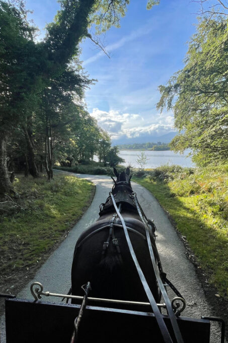 Killarney Carriage Tours National Park and Lakes - Wildlife and Natural Beauty