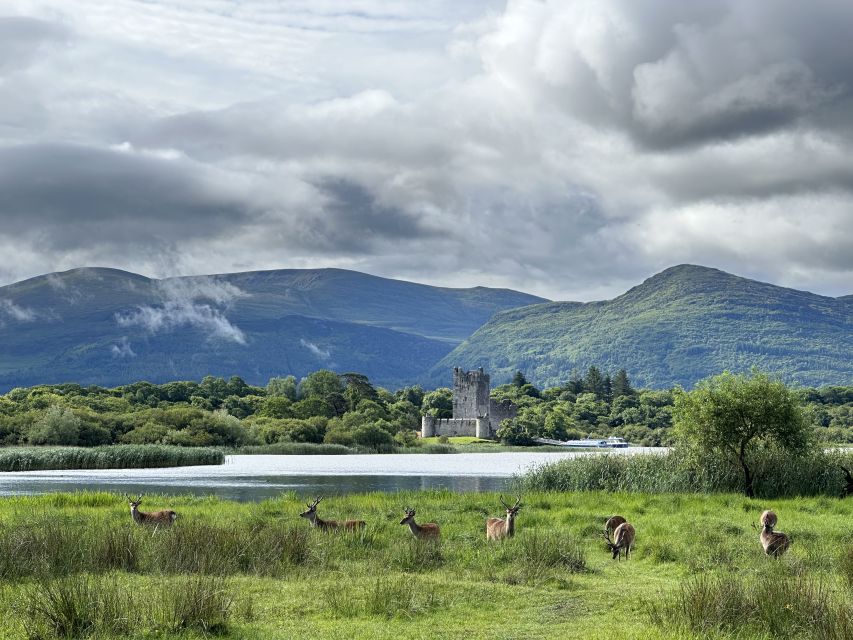 Killarney: Killarney National Park Private Tour - Key Points