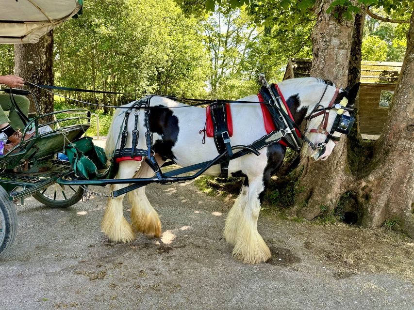 Killarney: Killarney National Park Private Tour - An In-Depth Look at the Killarney Private Horse Carriage Tour