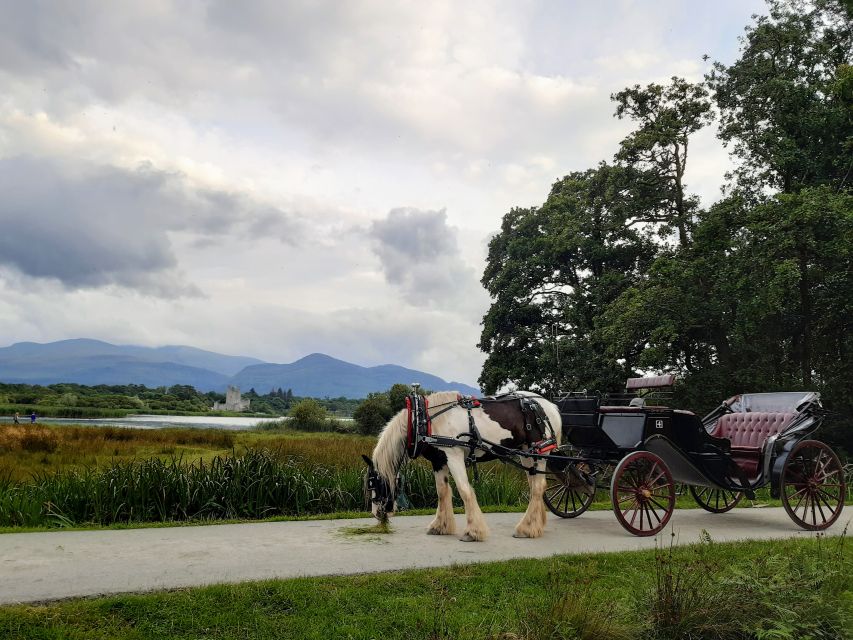 Killarney: Killarney National Park Private Tour - The Experience Provider and Reviews