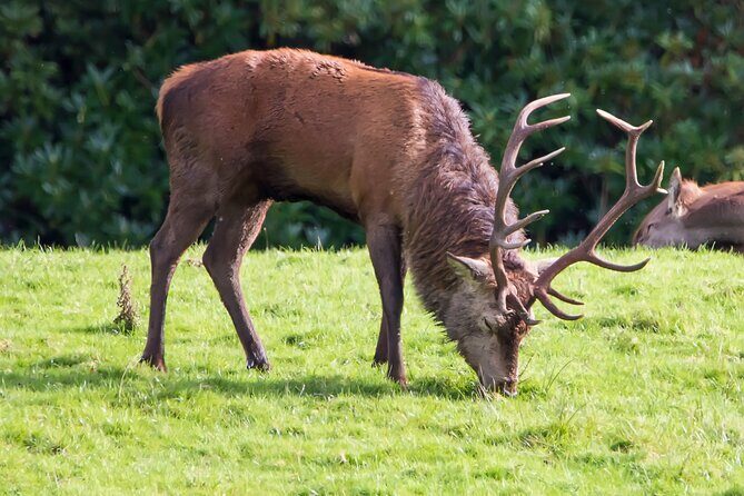 Killarney Luxury: Exclusive National Park Adventure - FAQ