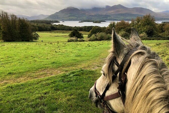 Killarney National Park Horseback Ride. Co Kerry. Guided. 1 hour. - Discovering Killarney on Horseback: An Authentic Experience