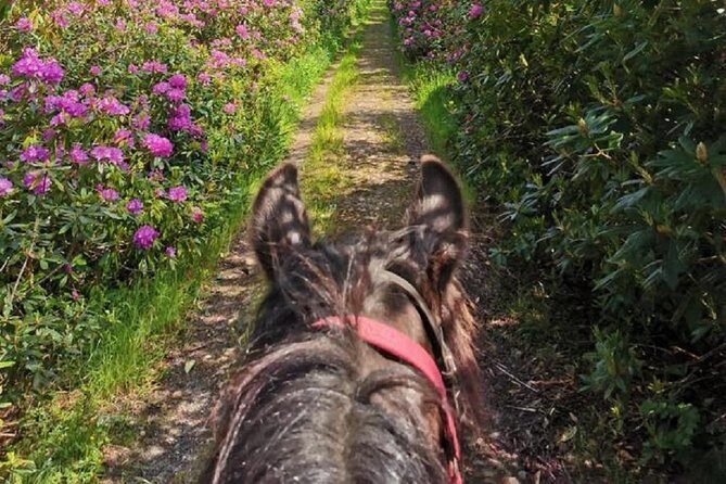 Killarney National Park Horseback Ride. Co Kerry. Guided. 1 hour. - FAQ