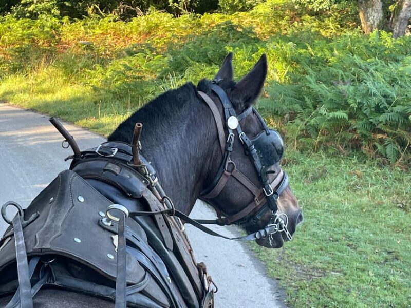 Killarney National Park Jaunting Car Tour - Booking Information