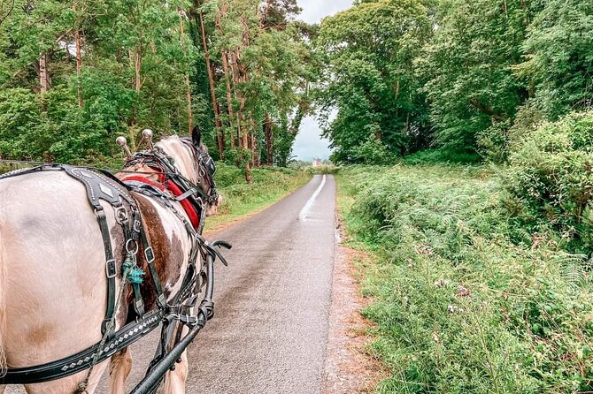 Killarney National Park Tour - Accessibility and Accommodation