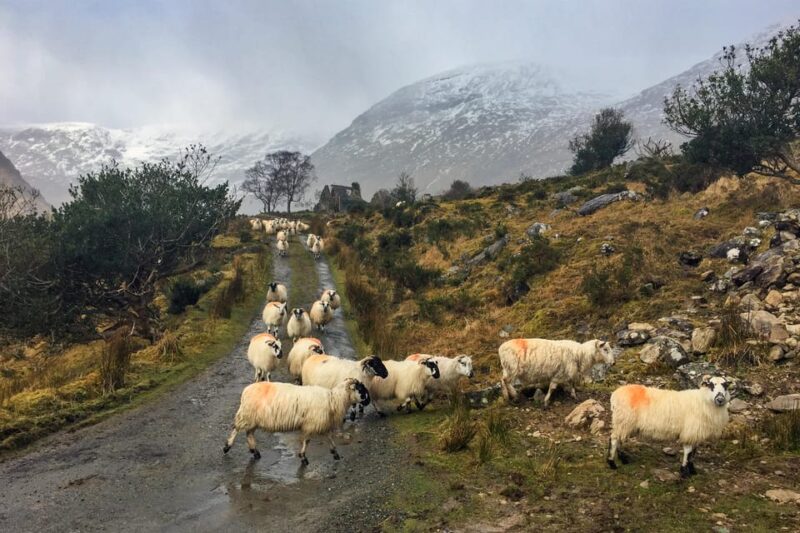 Killarney: The Ring of the Reeks - Backroads Rural Tour - Daily Itinerary Breakdown