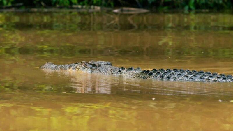 Kinabatangan River Trip from Sandakan with Lunch Included - A Detailed Review of the Kinabatangan River Tour