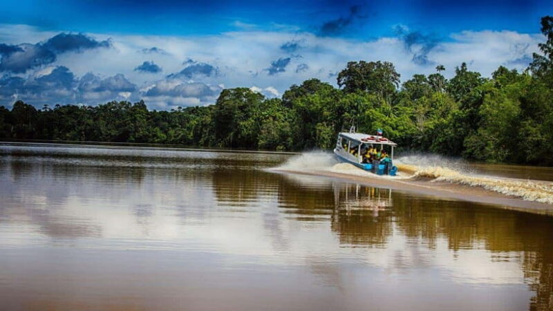Kinabatangan River Trip from Sandakan with Lunch Included - The Sum Up