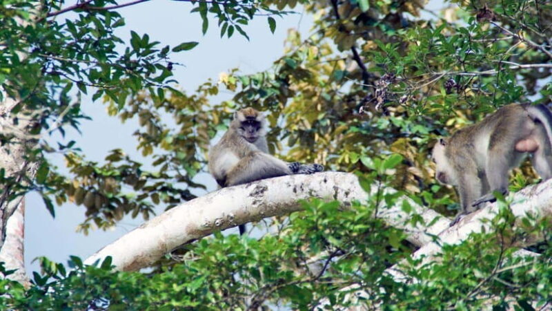 Kinabatangan River Trip from Sandakan with Lunch Included - FAQs