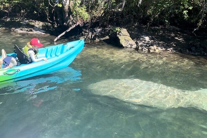 King Spring Sunset Sit on Top Kayak with Manatees Tour - An Honest Look at the King Spring Sunset Kayak Tour