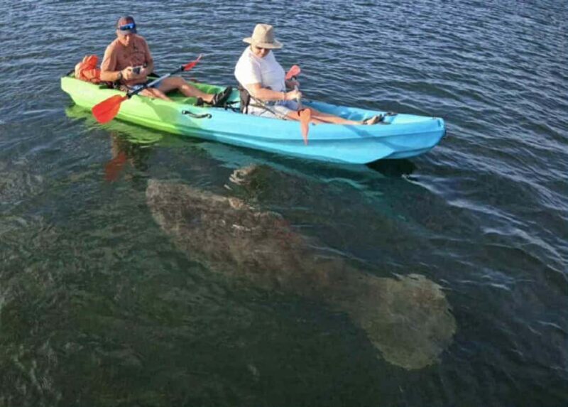 Kings Bay, Crystal River: Gentle Sunrise Manatee Kayak Tour - In The Sum Up