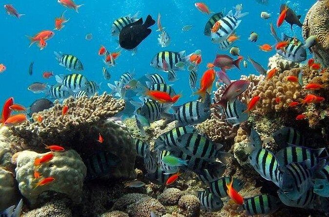 Kings Warf Catamaran Cruise, Snorkel & Refreshments - FAQ