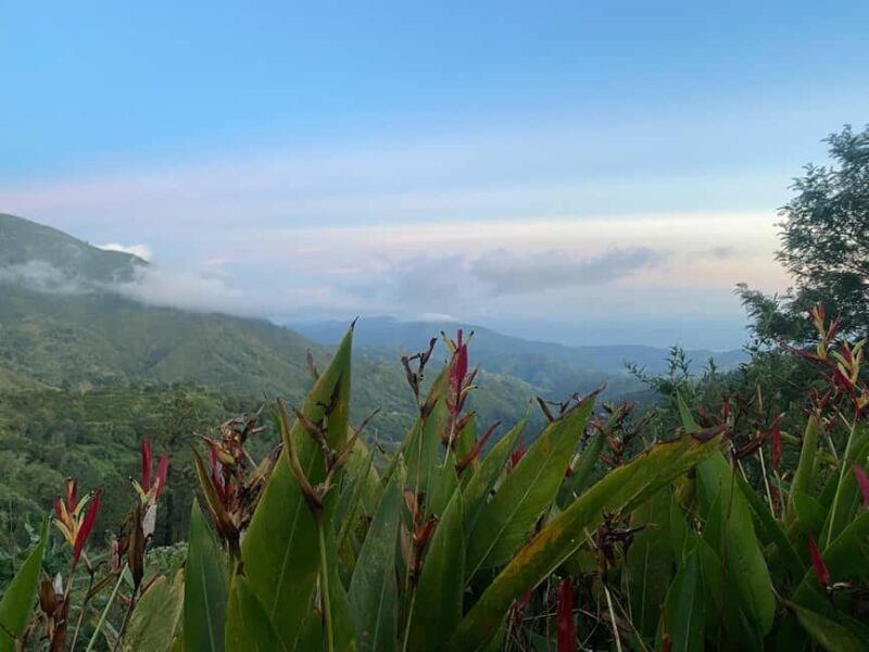 Kingston: Blue Mountain Peak Hike and Coffee Farm Experience - Coffee Farm Tour: An Inside Look
