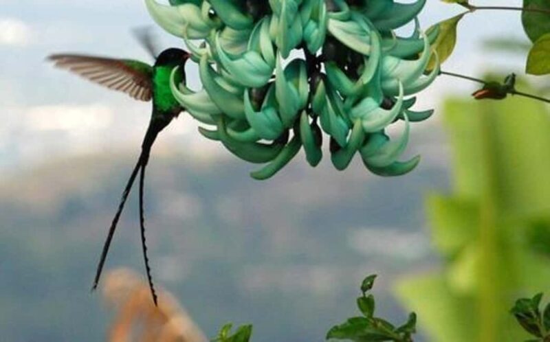 Kingston Blue Mountains Tour with Coffee Tasting - Key Points