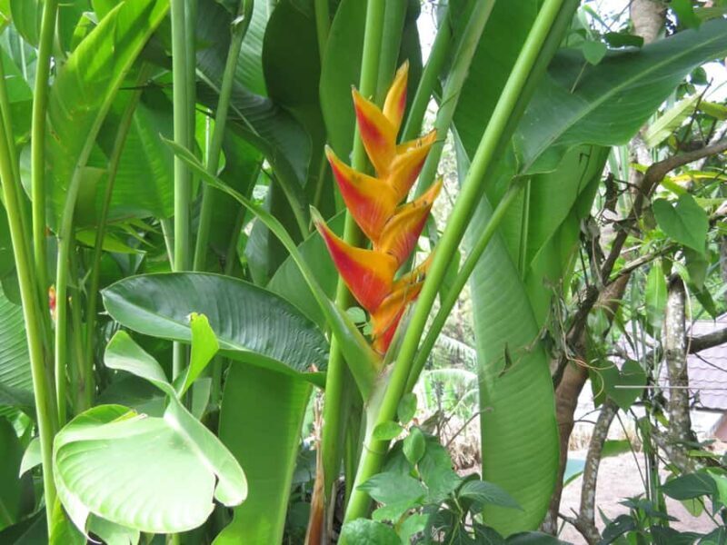 Kingston Blue Mountains Tour with Coffee Tasting - Final Thoughts