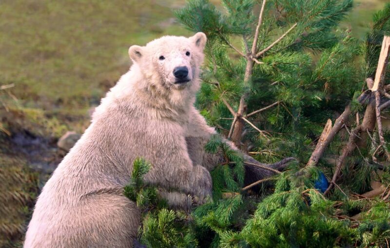 Kingussie: Highland Wildlife Park Entry Ticket - Introducing Highland Wildlife Park: A Wildlife Adventure in the Heart of the Scottish Highlands