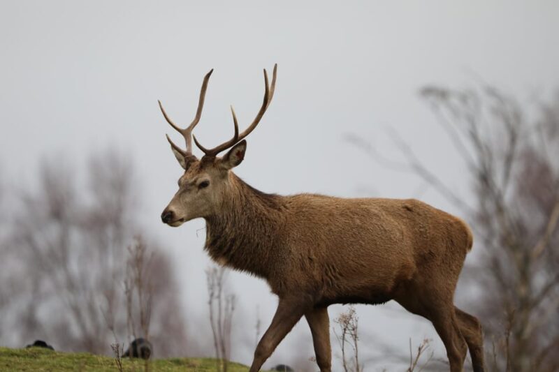 Kingussie: Highland Wildlife Park Entry Ticket - A Tour of the Highland Wildlife Park: What You Can Expect