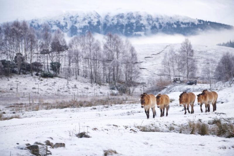 Kingussie: Highland Wildlife Park Entry Ticket - Real Visitor Experiences: What People Love—and What They Note