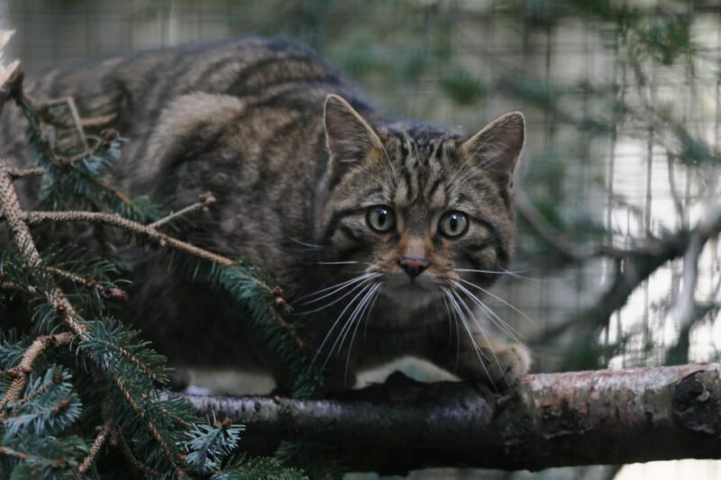 Kingussie: Highland Wildlife Park Entry Ticket - Final Thoughts: Who Will Love Highland Wildlife Park?