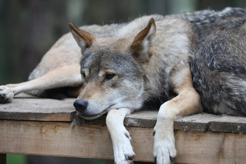 Kingussie: Highland Wildlife Park Entry Ticket - FAQ